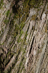 background of tree bark covered with moss