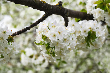 Flowering sweet cherry in all its glory