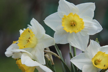 A bouquet of daffodils