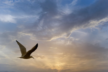 Seagull flying towards sunset