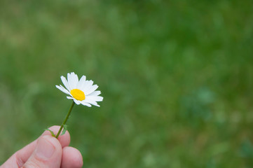 A daisy between the fingers