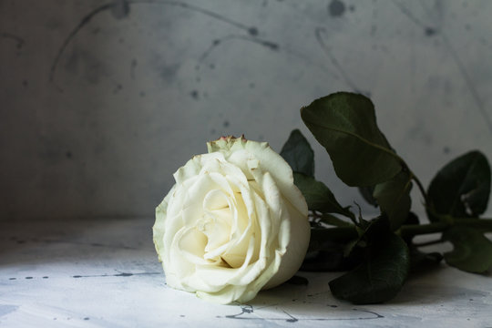 beautiful white rose on concrete preet and wall with paint splashes