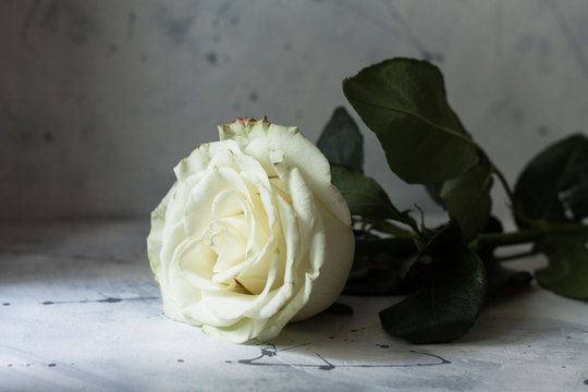 beautiful white rose on concrete preet and wall with paint splashes
