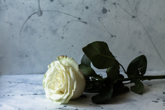 beautiful white rose on concrete preet and wall with paint splashes