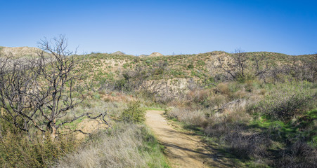 California Wilderness Walking Path