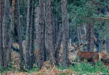 Red deer stag in rutting season on the heath fields in the forest of National Park Hoge Veluwe in the Netherlands