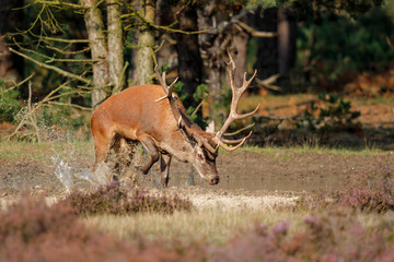 Red deer stag in rutting season on the heath fields in the forest of National Park Hoge Veluwe in the Netherlands