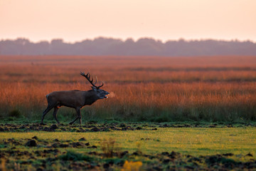 Red deer stag in rutting season on the heath fields in the forest of National Park Hoge Veluwe in the Netherlands