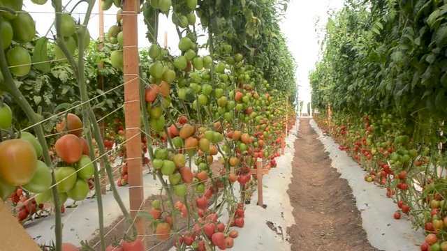 Cultivo de jitomates