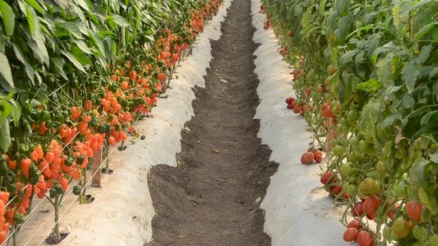 Jitomates en plantaci&oacute;n