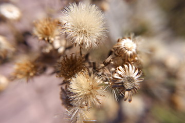 Macro fotografía de plantas