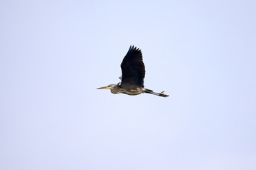 Grey Heron ( Ardea Cinerea ) in flight