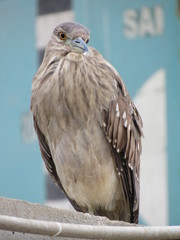 Aves del puerto de huacho