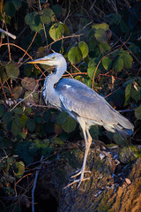 Grey Heron ( Ardea Cinerea ) Sitting On Tree