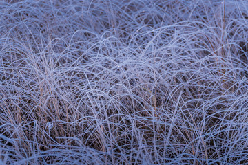 Spider Lake Frost