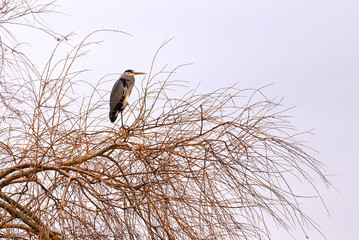 Grey Heron ( Ardea Cinerea ) Sitting On Tree