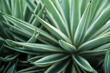 Obraz premium Plant and cactus