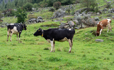 Cattle herd in pasture