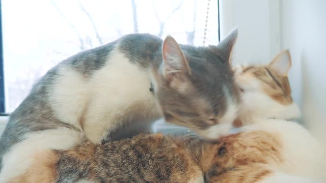 funny video cat. cats lick each lifestyle other kitten. slow motion video. Cats grooming and licking each other. pet a cute video
