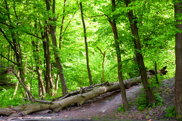 Fototapeta premium Maple and hornbeam trees in spring, Goloseevskij forest in Kiev, Ukraine