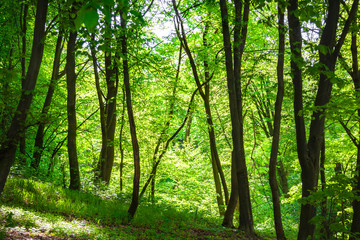 Fototapeta na wymiar Maple and hornbeam trees in spring, Goloseevskij forest in Kiev, Ukraine