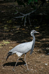 Fototapeta premium Demoiselle crane (Grus virgo)