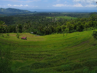 Fototapeta na wymiar Bali. Rice field near of Ubud. Indonesia. Asia