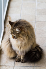 Naklejka na ściany i meble Furry cat of livestock in a garden, siberian brown male