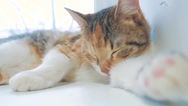 beautiful cute cat licking his paw on window sill with funny emotions on background of room. lifestyle slow motion video. Cat cleaning himself. adult cat lies on the window and licks the paws