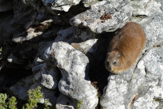 Klippschliefer in den Felsen des Tafelbergs