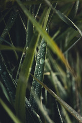 Grass mit Regentropfen