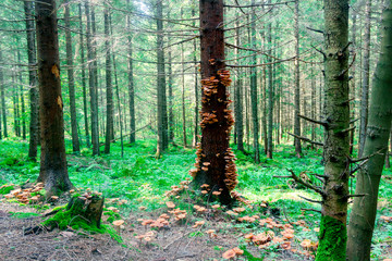 forest in autumn