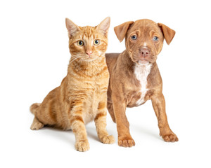 Orange Cat and Small Brown Dog Together