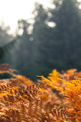 Bl&auml;tter im Wald