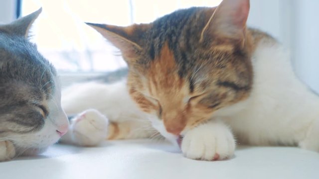 beautiful cute cat licking his paw on window sill with funny emotions on lifestyle background of room. slow motion video. Cat cleaning himself. adult cat lies on the window and licks the paws