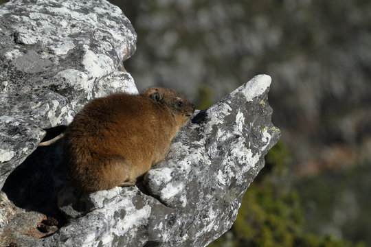 Klippschliefer in den Felsen des Tafelbergs
