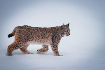 Luchs im Schnee