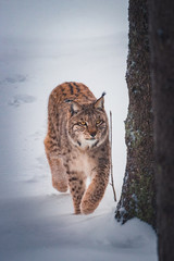 Luchs im Schnee