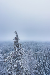 Wald im winter