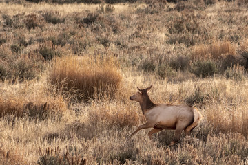 Elk Running in Yellowstone