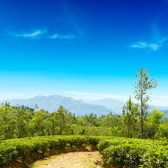 Tea plantation in mountains and blue sky.