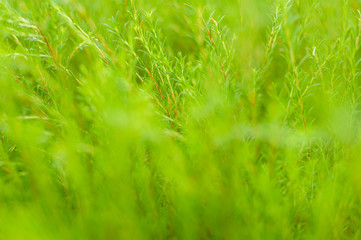 Grass background with lovely lens blur.