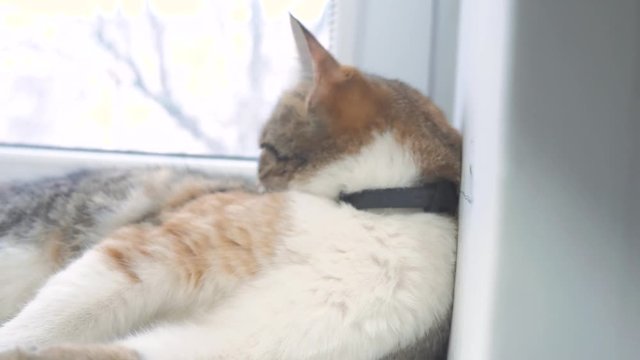 funny lifestyle video cat. cats lick each other kitten. slow motion video. Cat grooming and licking each other. pet a cute video