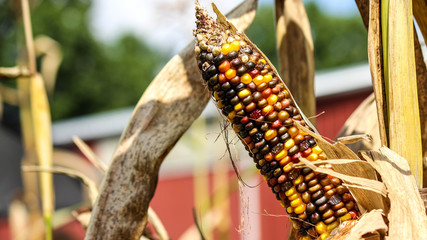 corn on the farm