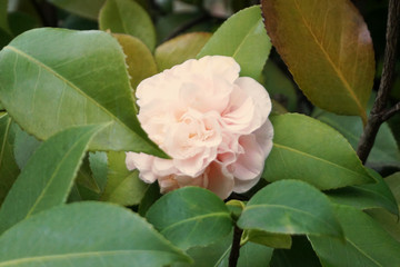 Blooming camellia flower framed with green leaves