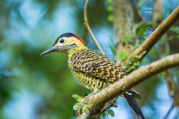 pajaro