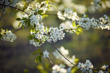 a creeper with white cherry blossoms in the spring.