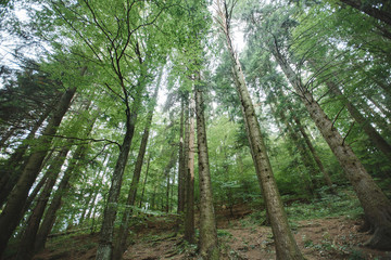 Fototapeta na wymiar forest of green and tall pine trees beautiful