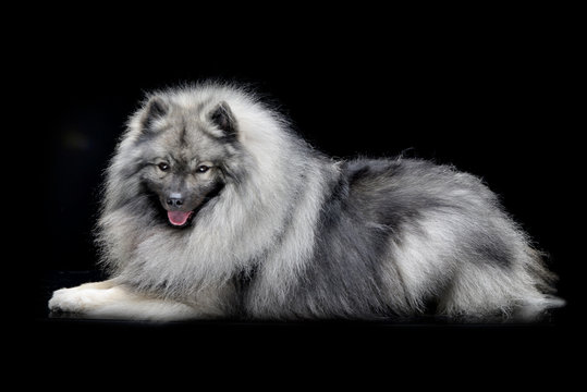 Studio shot of an adorable wolf spitz