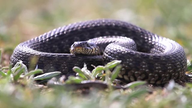 big snake lies sticking out the forked tongue